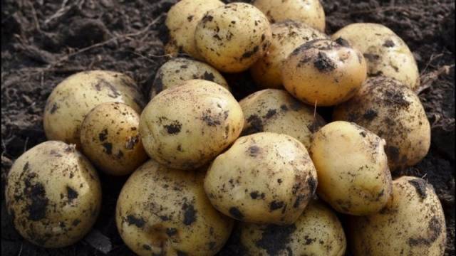 The most productive potato varieties for central Our Country