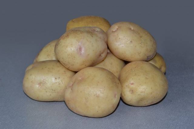 The most productive potato varieties for central Our Country