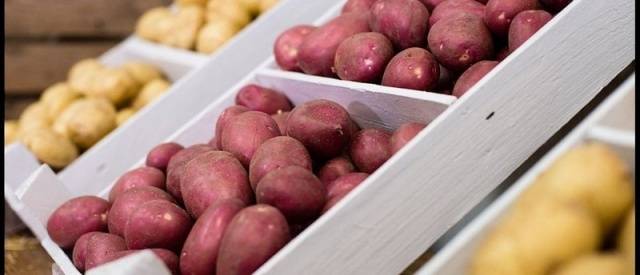 The most productive potato varieties for central Our Country