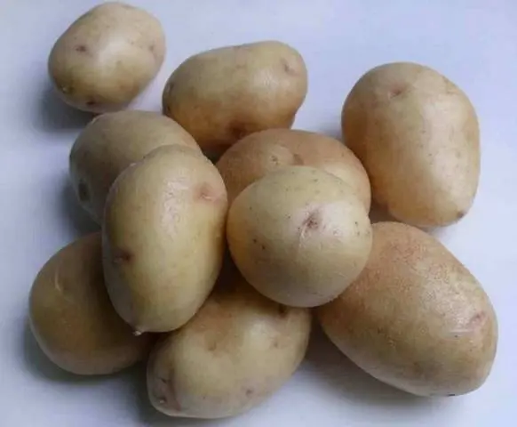 The most productive potato varieties for central Our Country