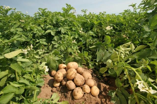 The most productive potato varieties for central Our Country