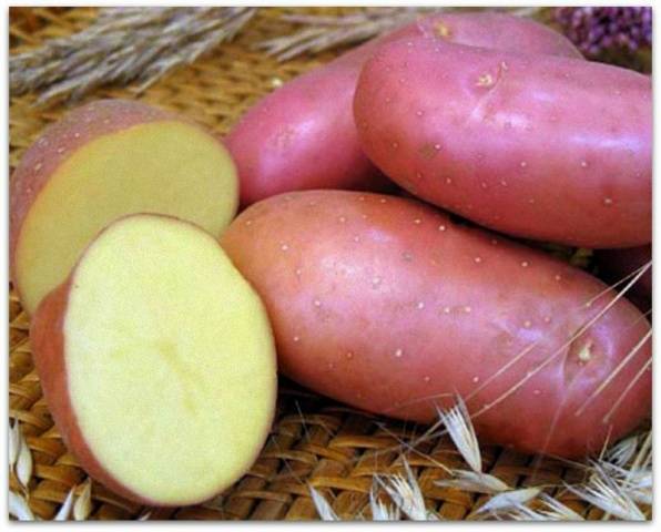 The most productive potato varieties for central Our Country