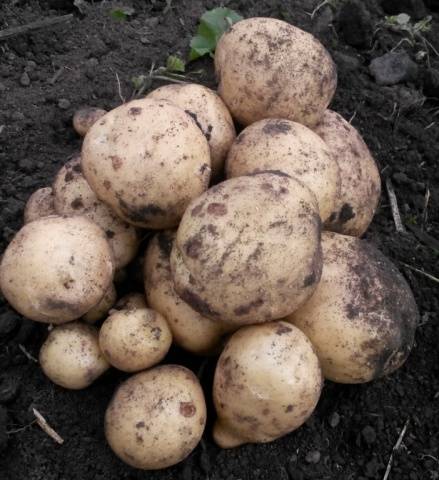 The most productive potato varieties for central Our Country