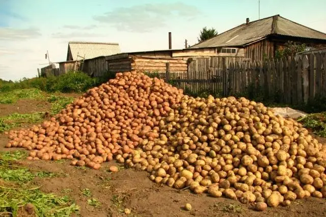 The most productive potato varieties for central Our Country