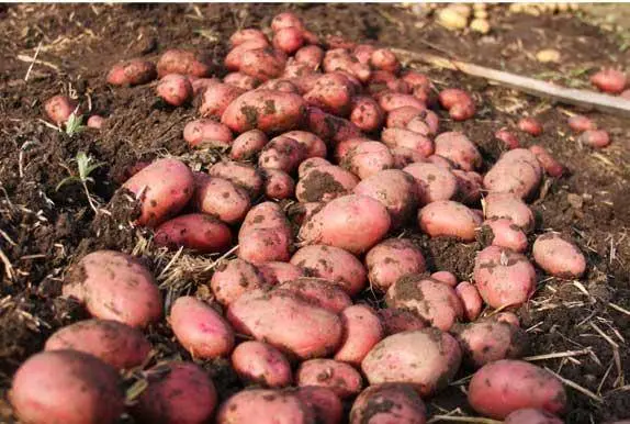 The most productive potato varieties for central Our Country