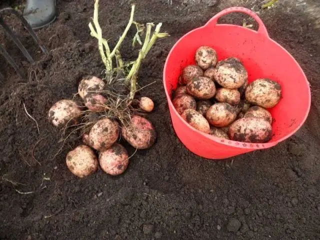 The most productive potato varieties for central Our Country