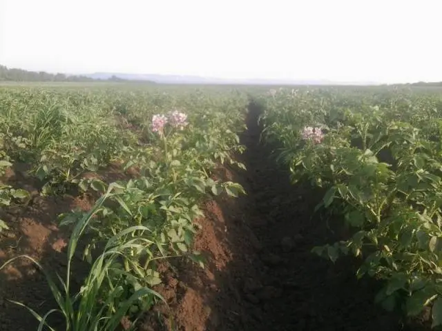 The most productive potato varieties for central Our Country