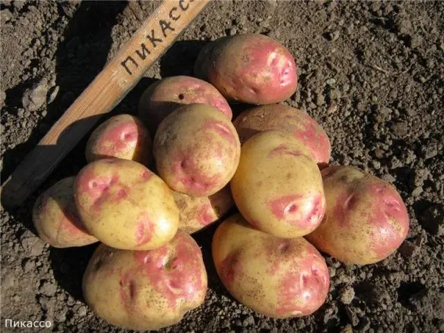 The most productive potato varieties for central Our Country