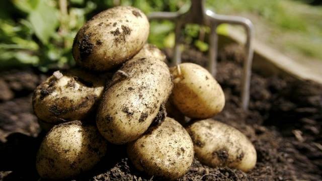 The most productive potato varieties for central Our Country