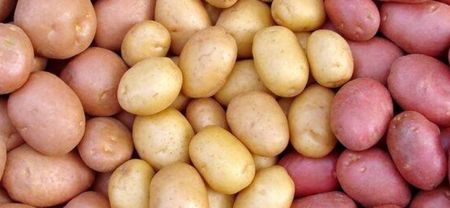 The most productive potato varieties for central Our Country