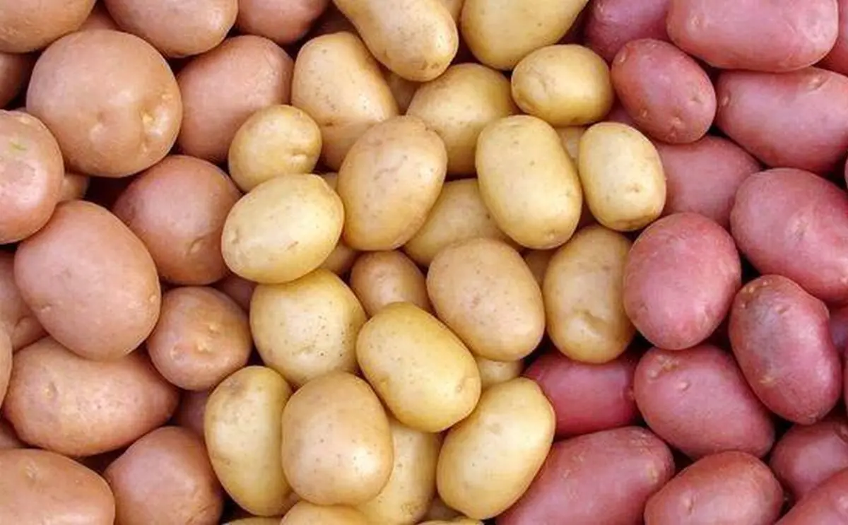 The most productive potato varieties for central Our Country