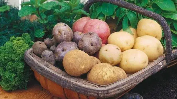 The most productive varieties of potatoes for the Moscow region