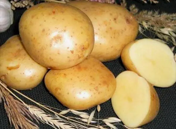 The most productive varieties of potatoes for the Moscow region