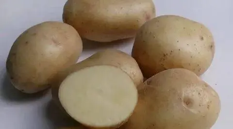 The most productive varieties of potatoes for the Moscow region