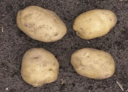 The most productive varieties of potatoes for the Moscow region