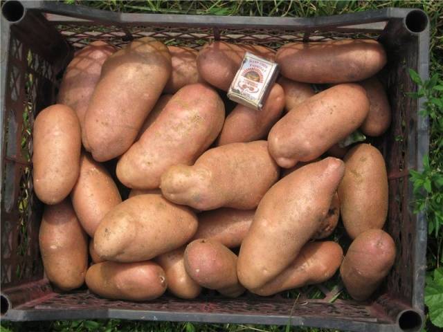 The most productive varieties of potatoes for the Moscow region