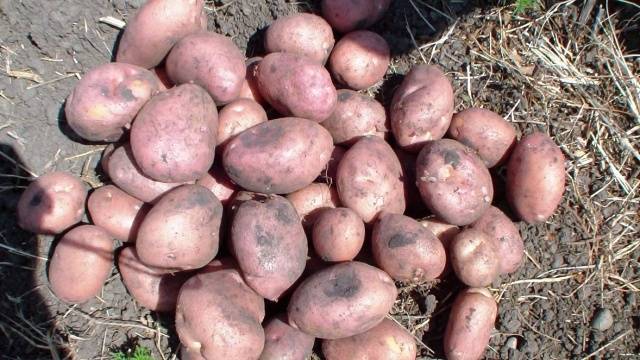 The most productive varieties of potatoes for the Moscow region