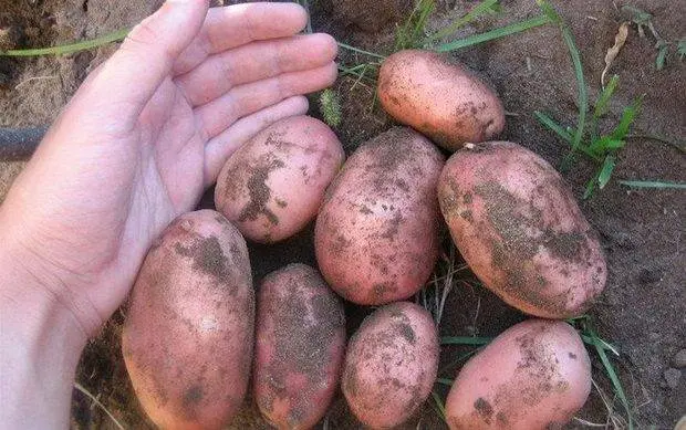 The most productive varieties of potatoes for the Moscow region