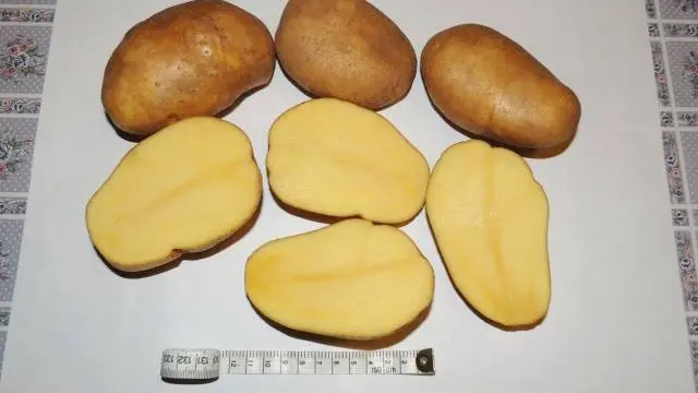 The most productive varieties of potatoes for the Moscow region