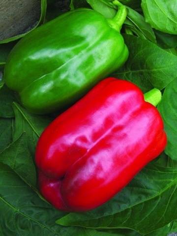 The most productive varieties of sweet pepper