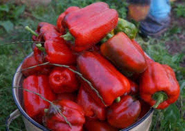 The most productive varieties of sweet pepper