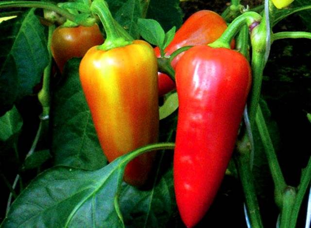 The most productive varieties of sweet pepper