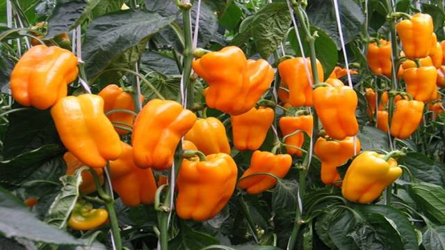 The most productive varieties of sweet pepper