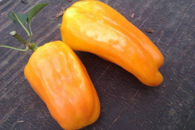 The most productive varieties of sweet pepper