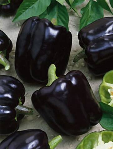 The most productive varieties of sweet pepper