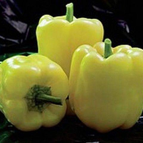 The most productive varieties of sweet pepper