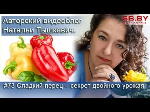 The most productive varieties of sweet pepper