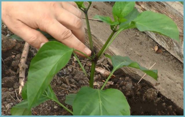 The most productive varieties of sweet pepper