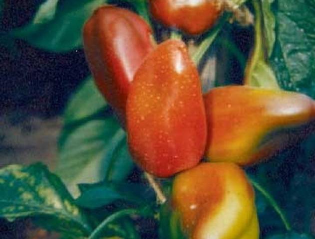 The most productive varieties of sweet pepper