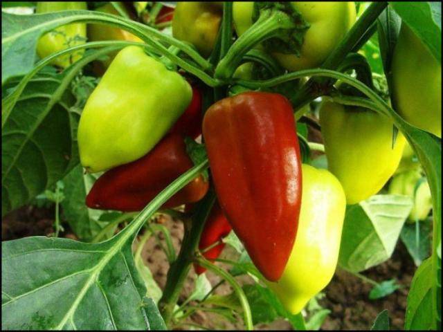 The most productive varieties of sweet pepper