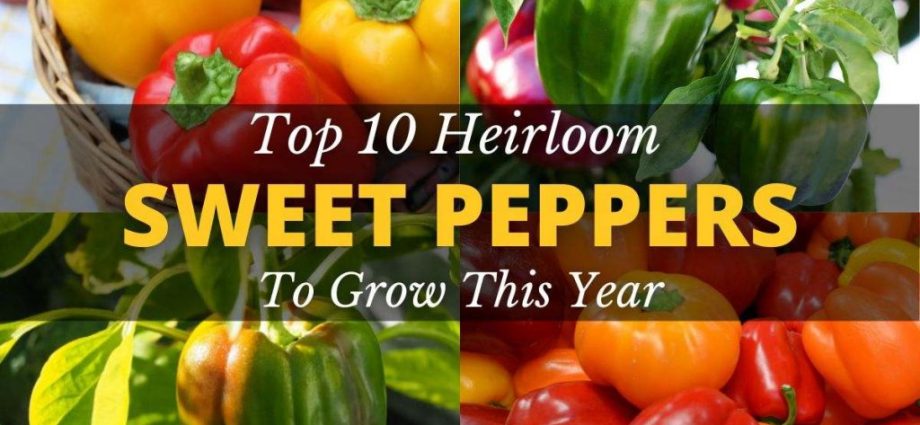 The most productive varieties of sweet pepper