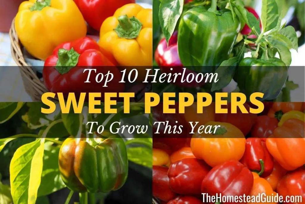 The most productive varieties of sweet pepper