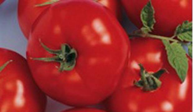 The most productive varieties of tomatoes for the greenhouse