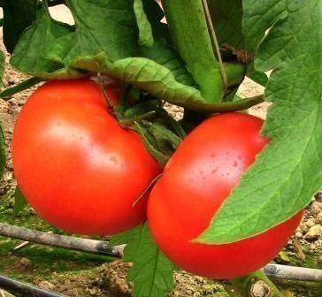 The most productive varieties of tomatoes for the greenhouse