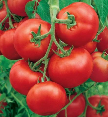 The most productive varieties of tomatoes for the greenhouse