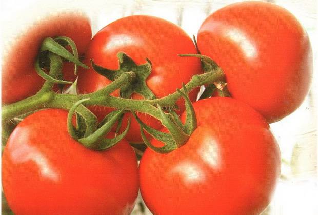 The most productive varieties of tomatoes for the greenhouse