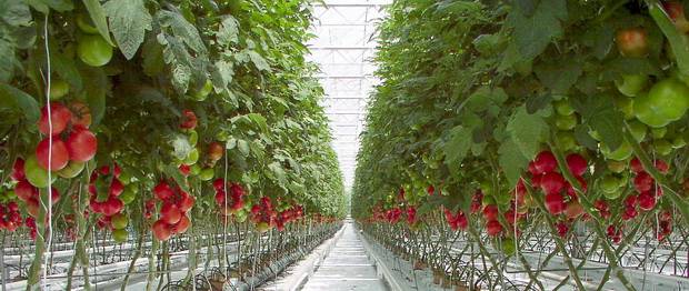 The most productive varieties of tomatoes for the greenhouse