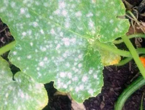 The most resistant varieties of open ground cucumbers