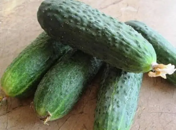 The most resistant varieties of open ground cucumbers