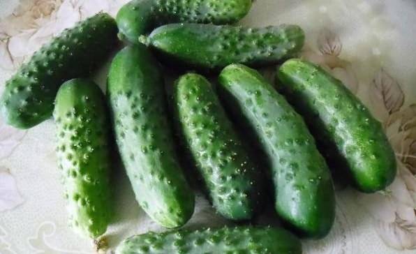 The most resistant varieties of open ground cucumbers