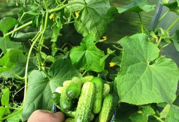 The most resistant varieties of open ground cucumbers