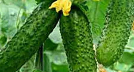 The most resistant varieties of open ground cucumbers