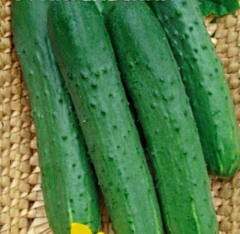 The most resistant varieties of open ground cucumbers