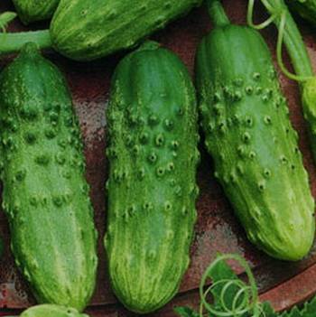 The most resistant varieties of open ground cucumbers