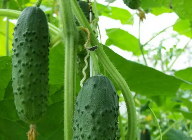 The most resistant varieties of open ground cucumbers