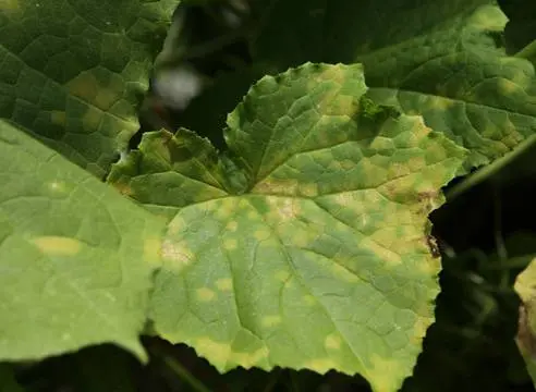 The most resistant varieties of open ground cucumbers